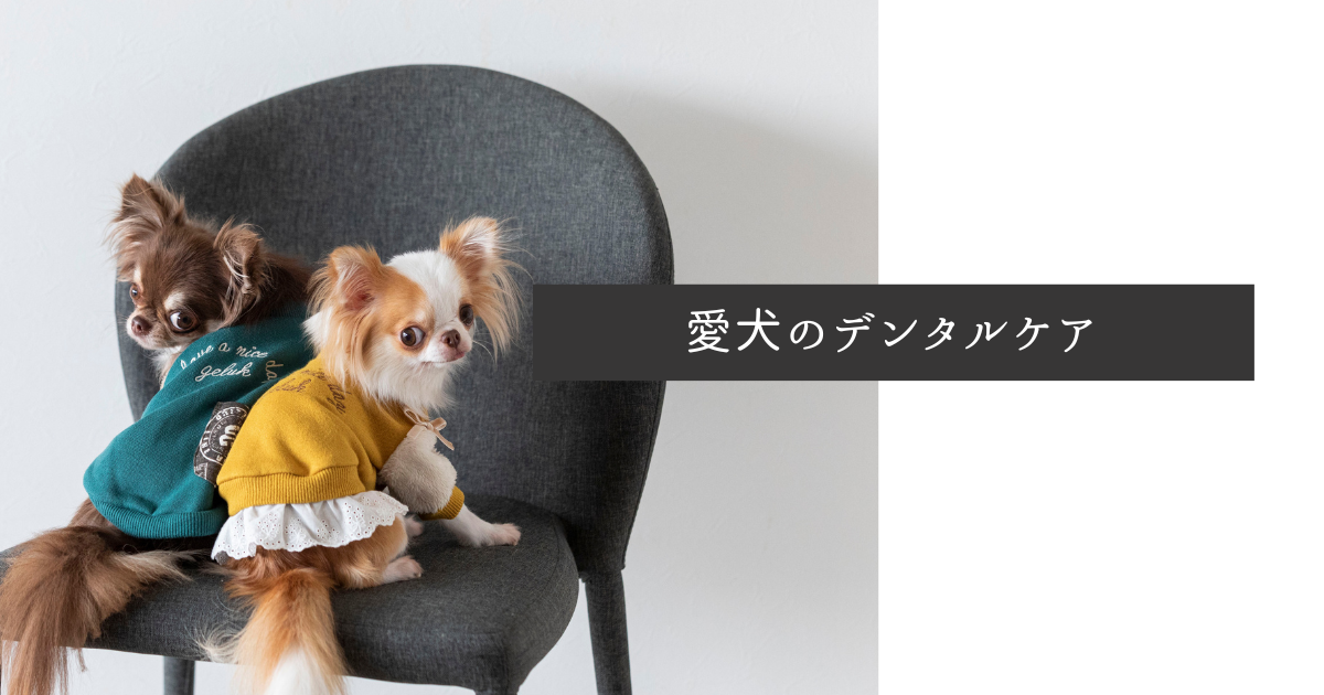 non ꒡̈⃝Lily꒡̈⃝犬服ハンドメイド まっちゃん ꒡̈⃝Lily꒡̈⃝ non ꒡̈⃝Lily꒡̈⃝犬服ハンドメイド まっちゃん ꒡̈⃝Lily꒡̈⃝